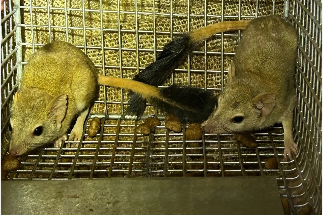 How many kowari are left?