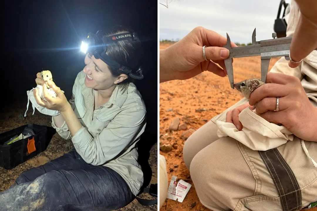 How many kowari are left?, Primary Threats