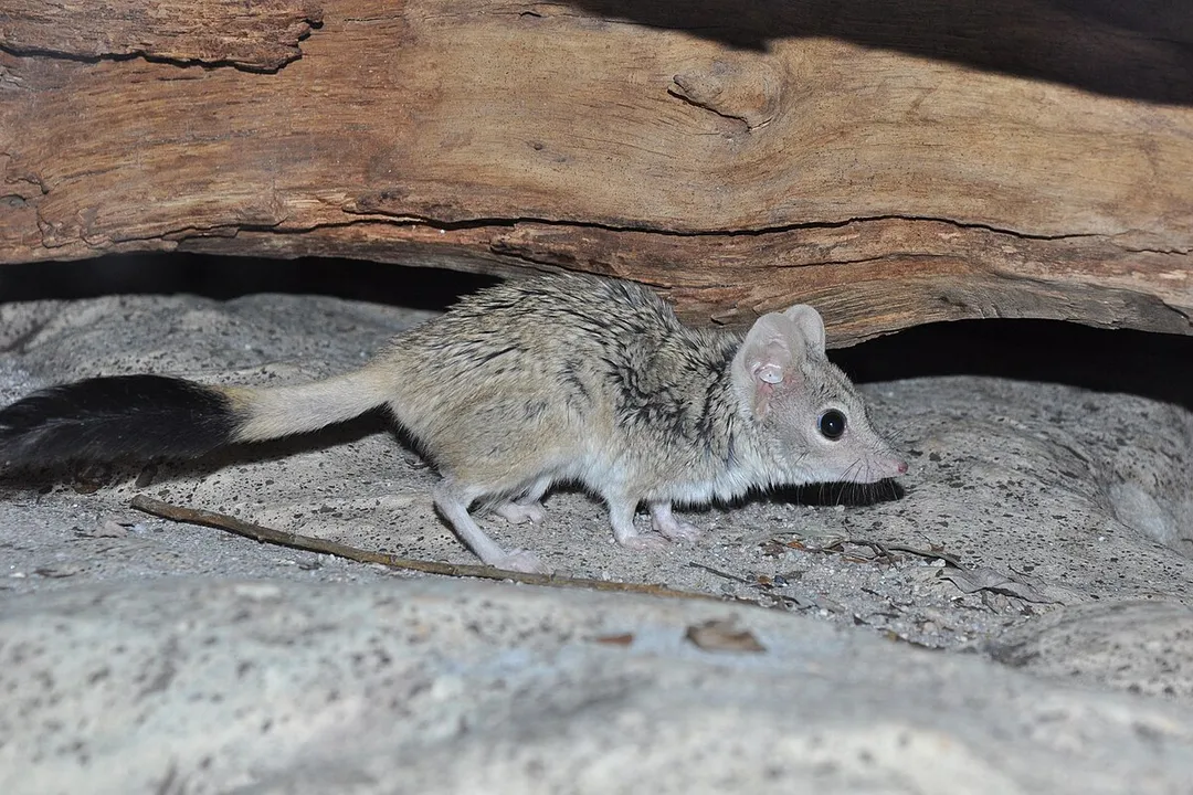 How many kowari are left?, Species Profile