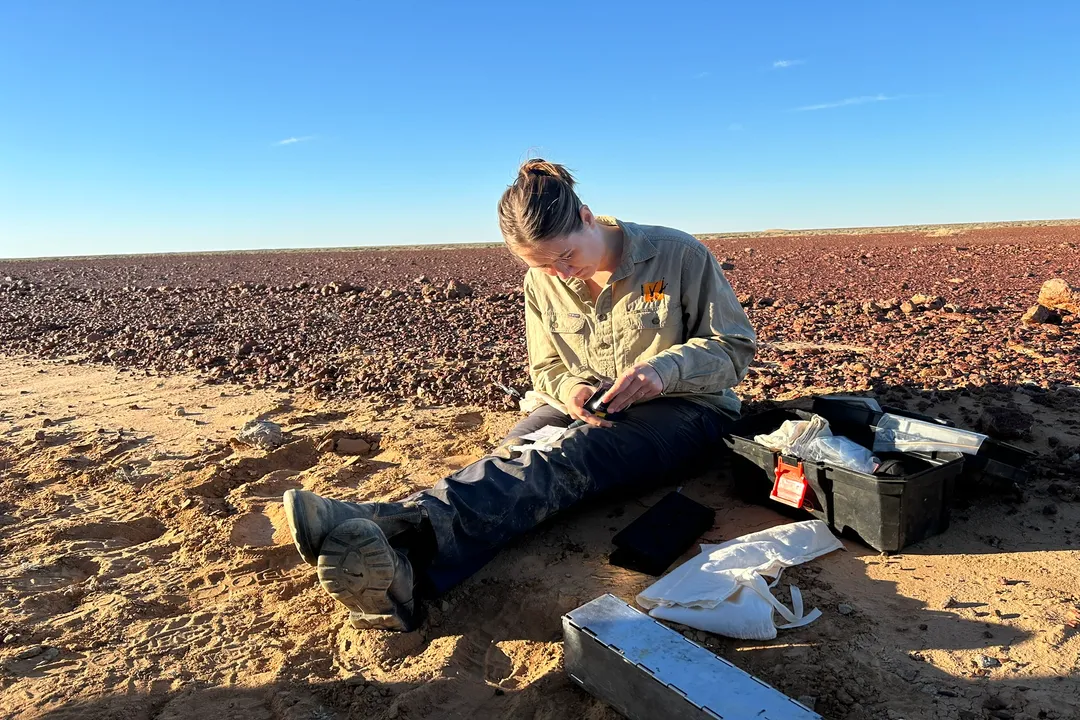 How many kowari are left?, Status Update