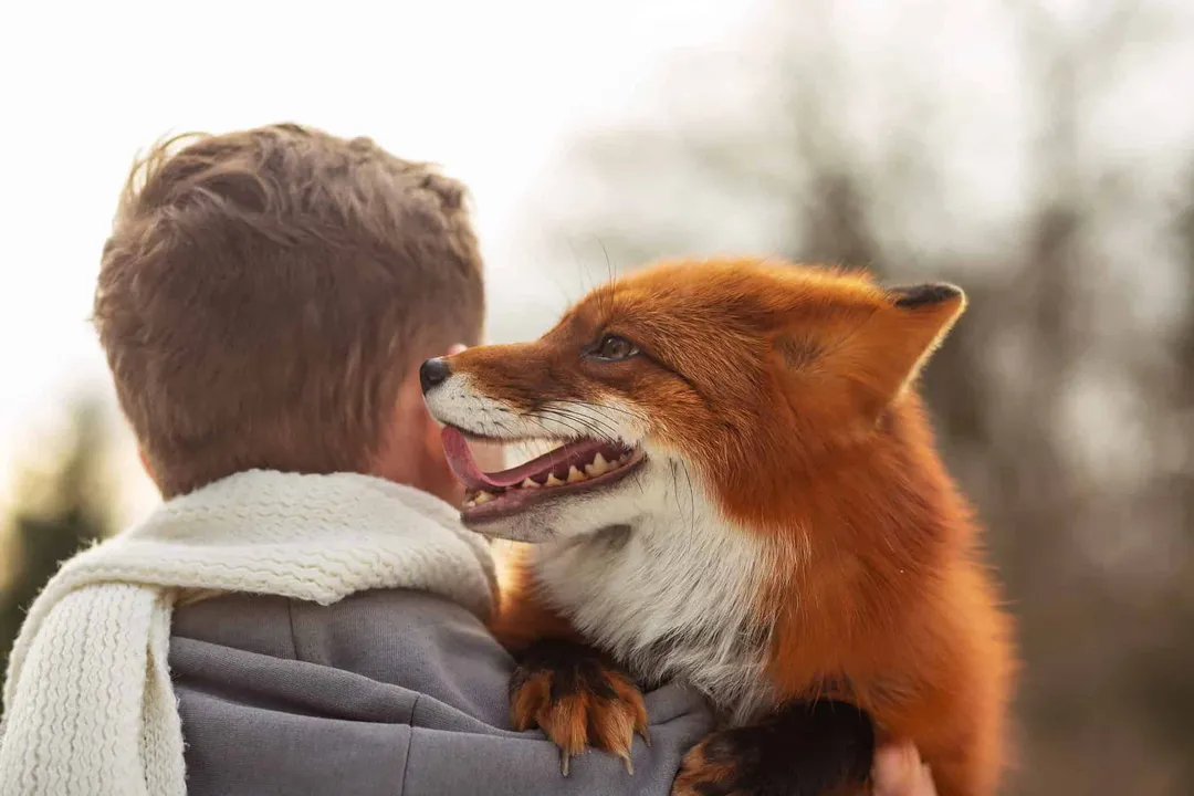 How many marble foxes are left?, Captive Trade Focus