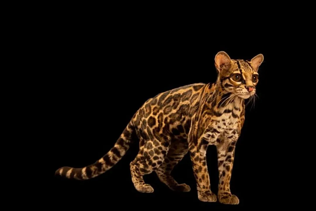 How many margays are left?, Status Assessment