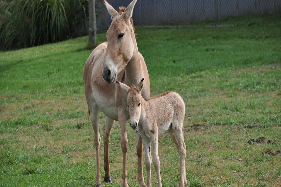 How many onagers are left in the world?