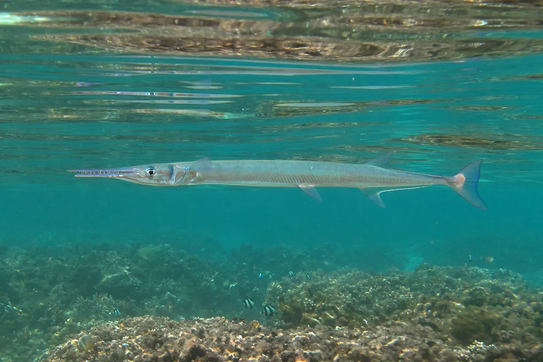 How many people were killed by needlefish?, Fish Anatomy