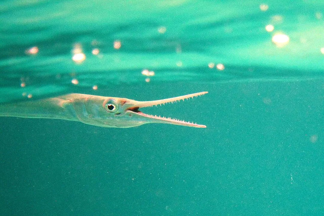 How many people were killed by needlefish?, Lethal Velocity
