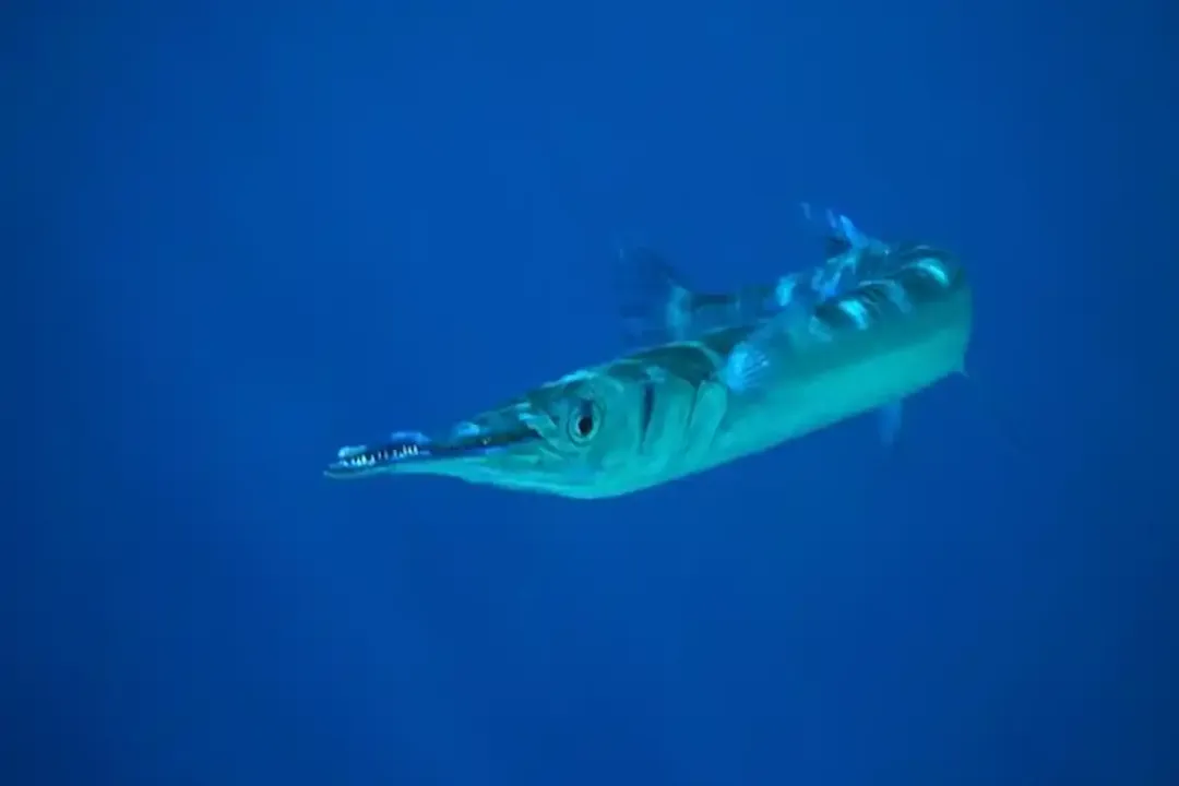 How is the jaw development of juvenile needlefish described before they switch their diet?