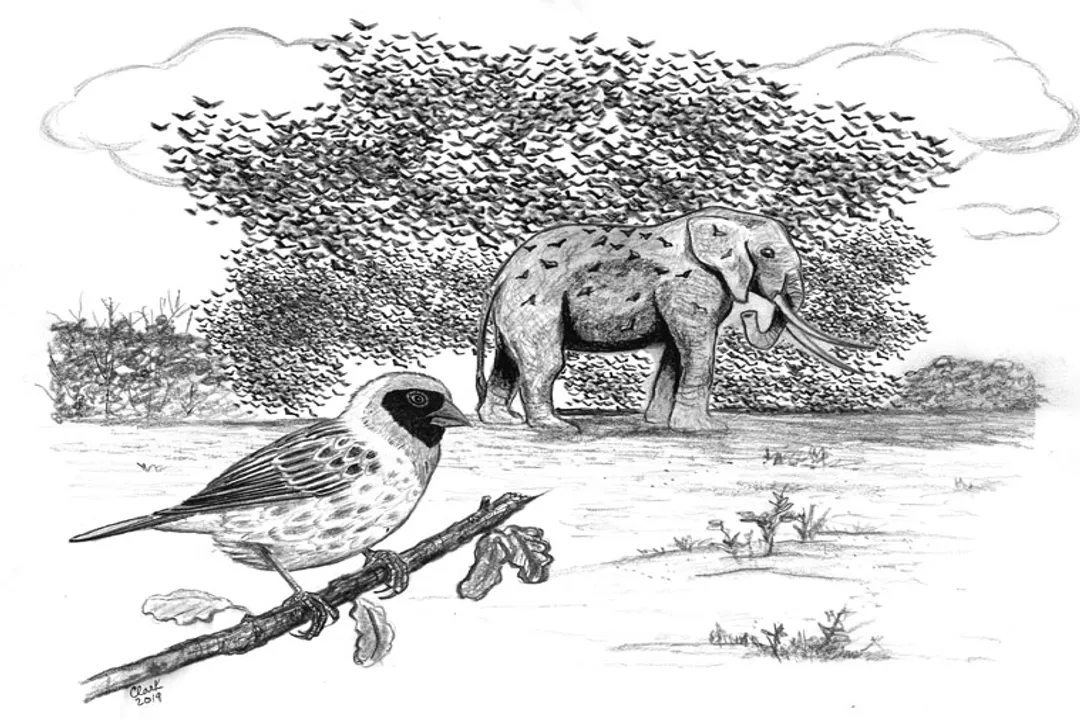 How many red-billed queleas are there?, World's Most Numerous