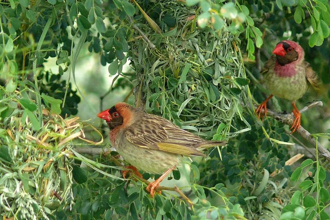 How many red-billed queleas are there?, African Habitat