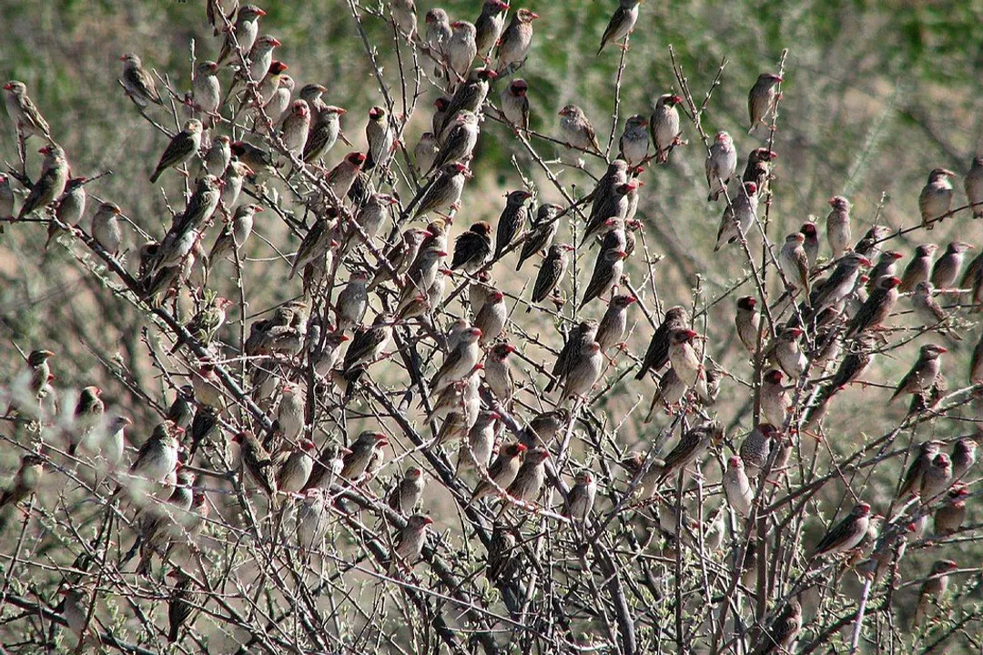 How many red-billed queleas are there?, Agricultural Threat