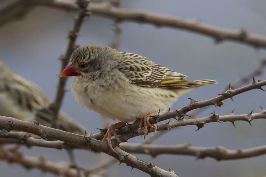 How many red-billed queleas are there?, Number Estimates