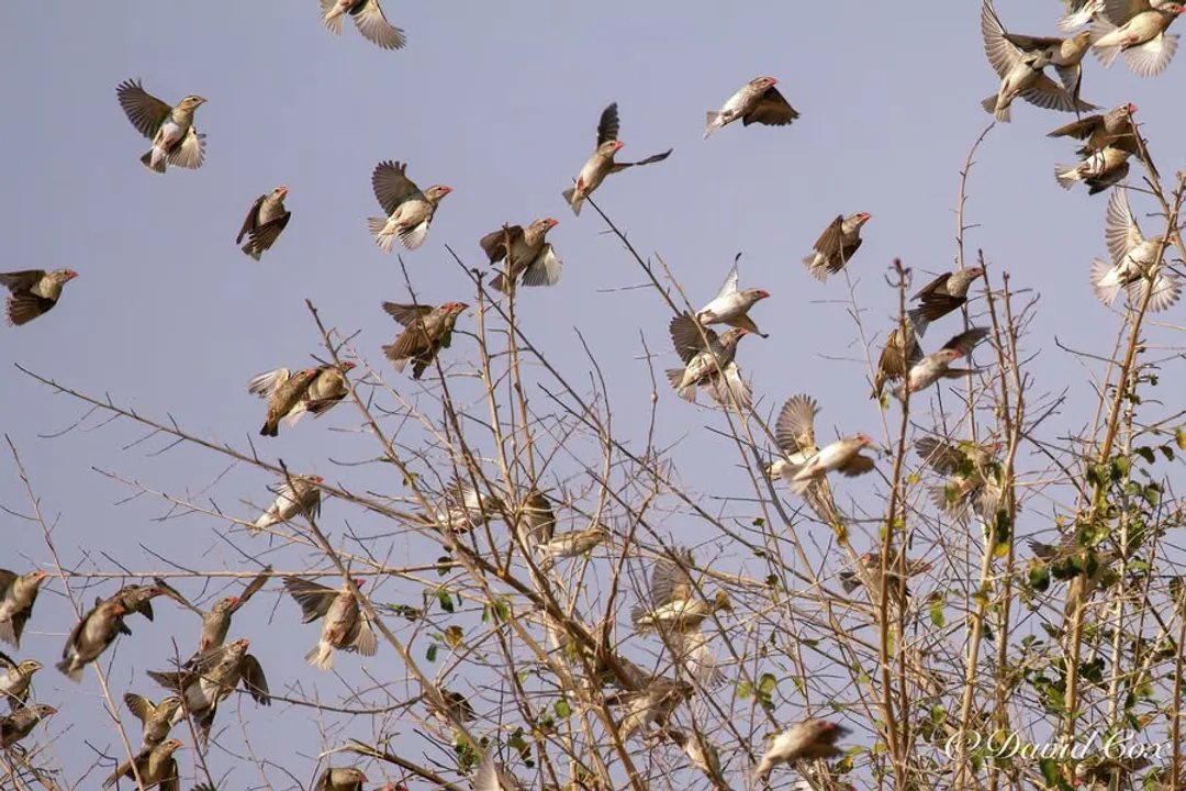How many red-billed queleas are there?