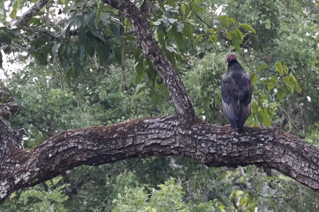How many red-headed vultures are left in the world?, Threats Intensify