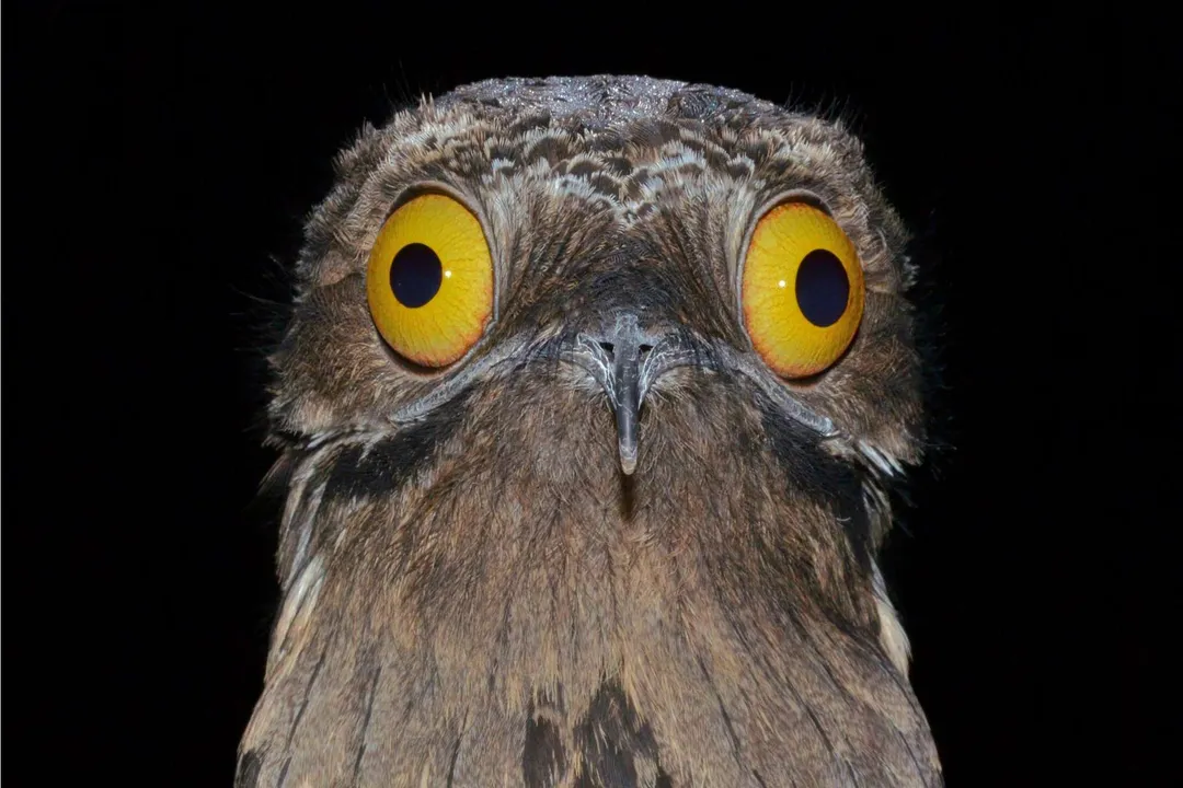 How many species of potoo are there?, Masters of Stillness