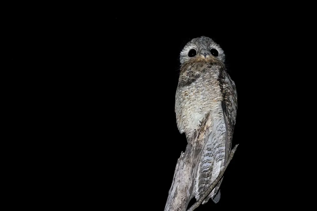 How many species of potoo are there?, Species Count