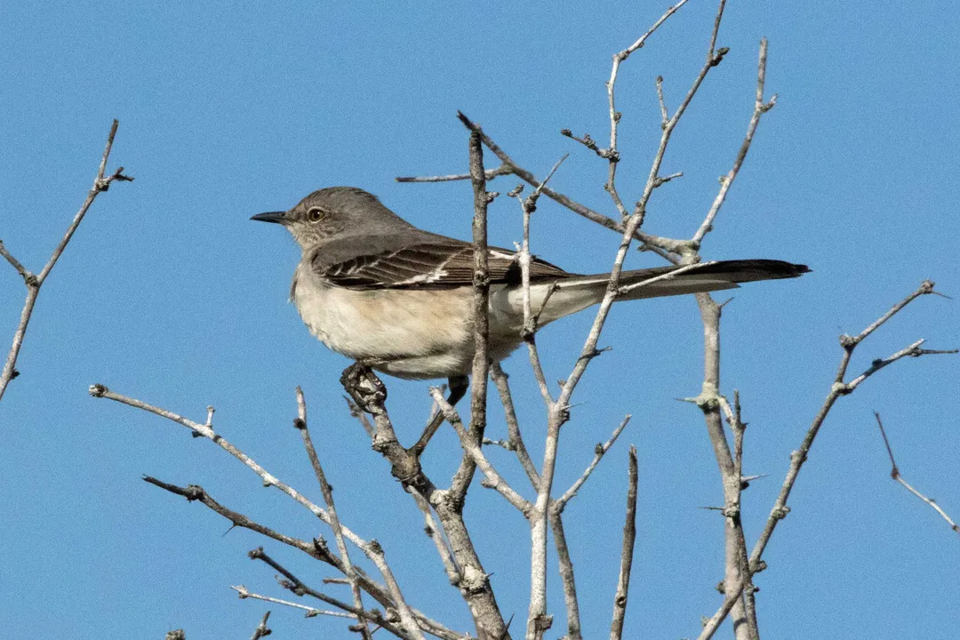 How many states have mockingbird?, Dynamics of Shared Status