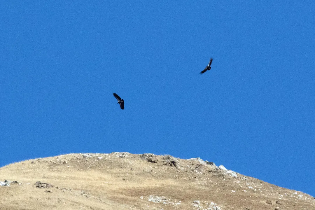 How many states have mockingbird?