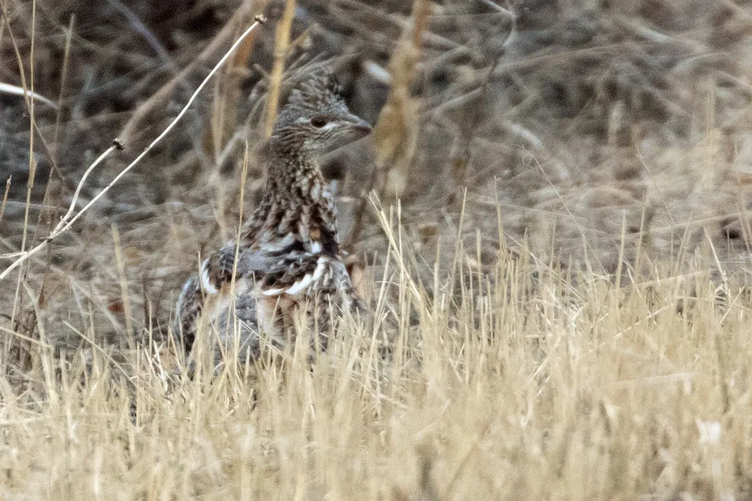 How many states have mockingbird?, Geographic Unity Analysis