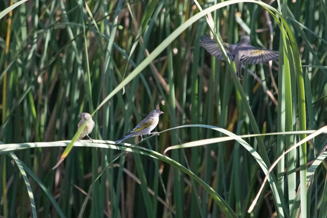 How many states have mockingbird?, Five State Symbols