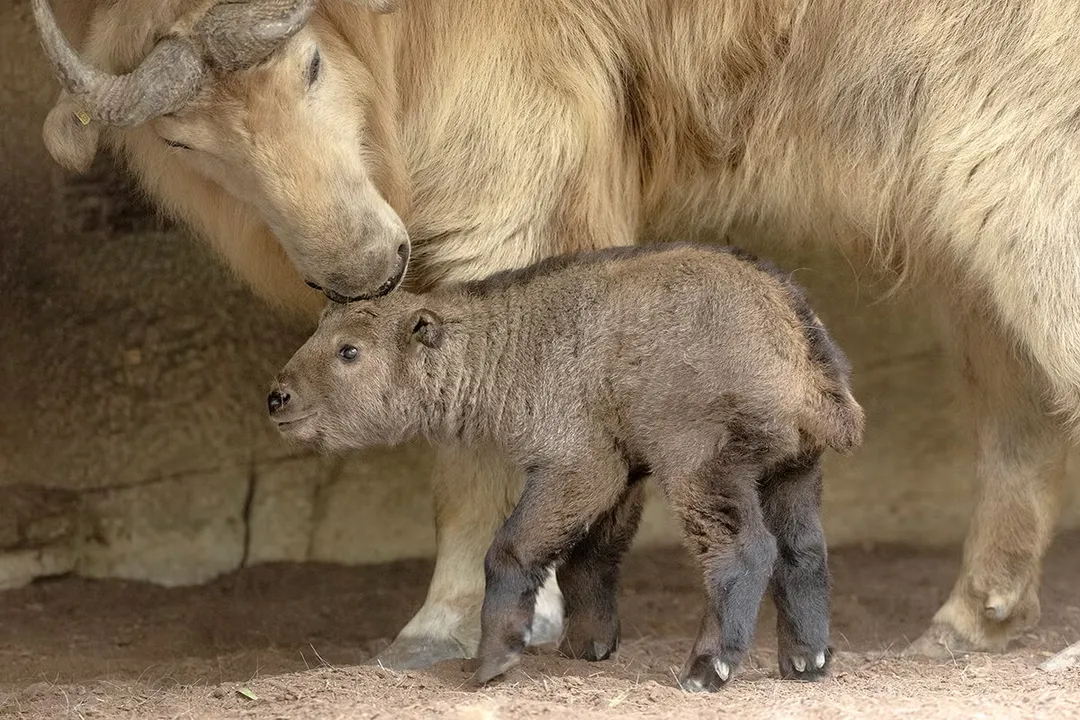 How many takins are left?