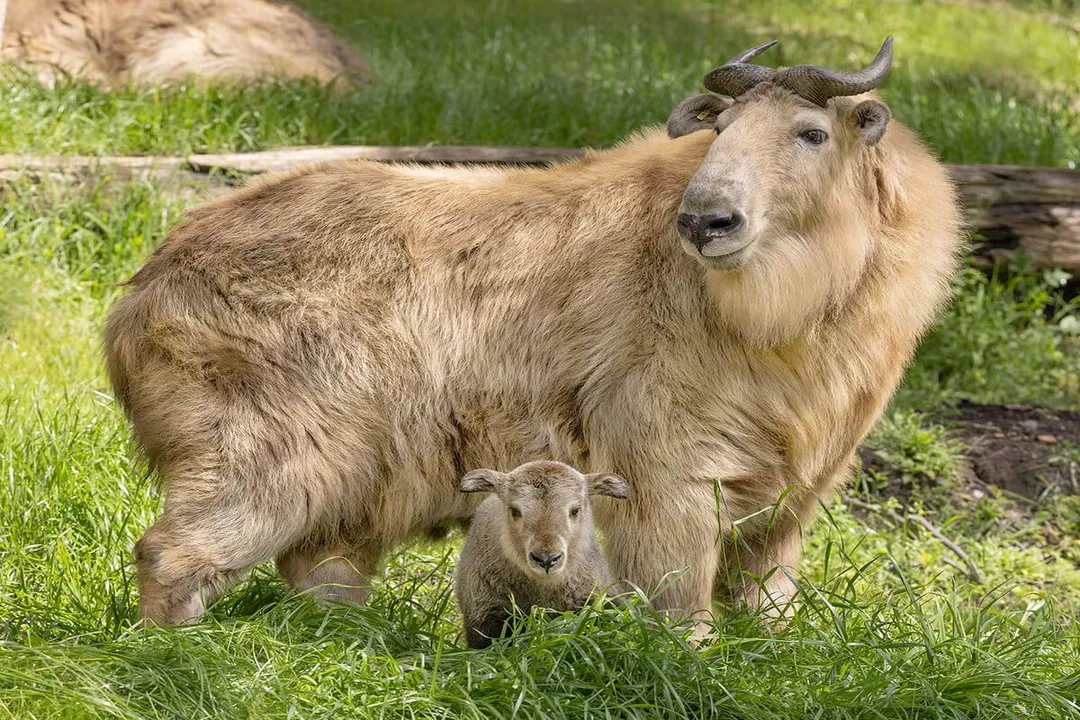 How many takins are left?, Population Status