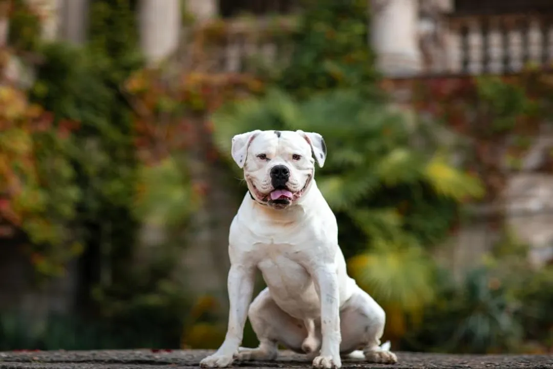 How many times a day should I feed my American Bulldog?, Puppy Meals