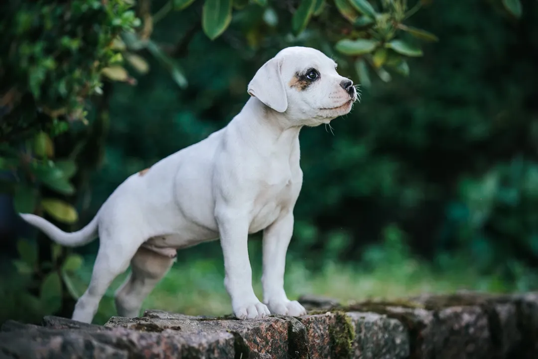 How many times a day should I feed my American Bulldog?, Diet Type Impact
