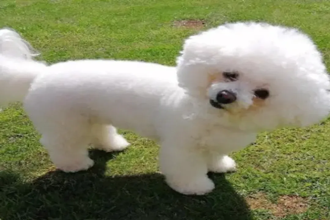 How many times should a Bichon Frise eat?, Age Variations