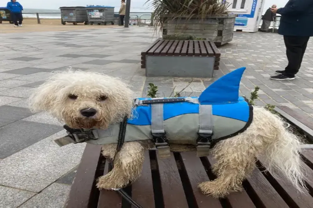 How many times should a Bichon Frise eat?, Portion Control