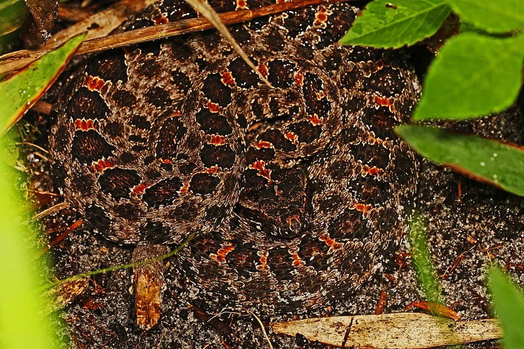 How many types of pygmy rattlesnakes are there?