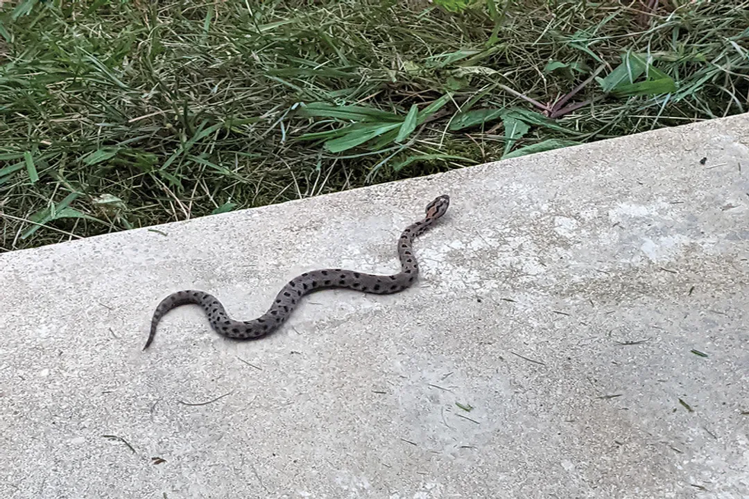 How many types of pygmy rattlesnakes are there?, Subspecies Details