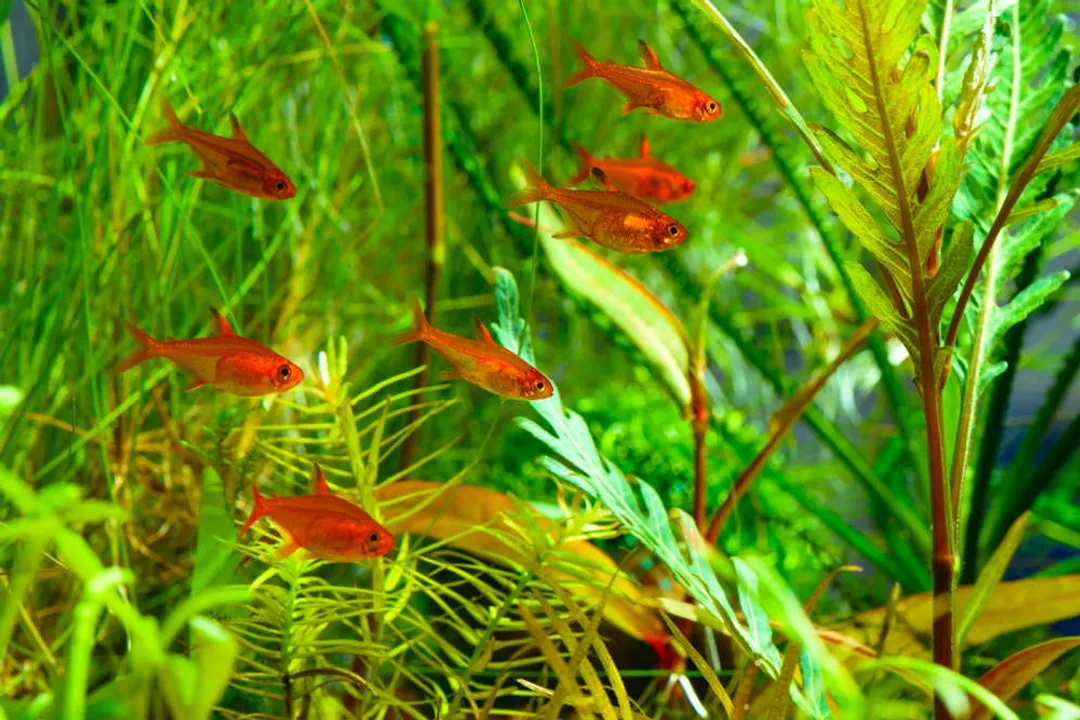 How many X-Ray Tetras should be kept together?, Peaceful Nature