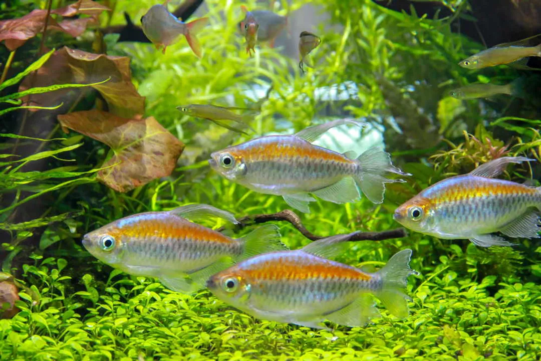 How many X-Ray Tetras should be kept together?