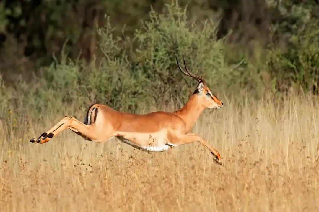 How many years do impalas live?, Environmental Pressures