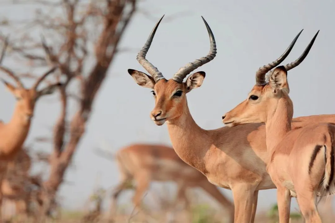 How many years do impalas live?, Built For Survival