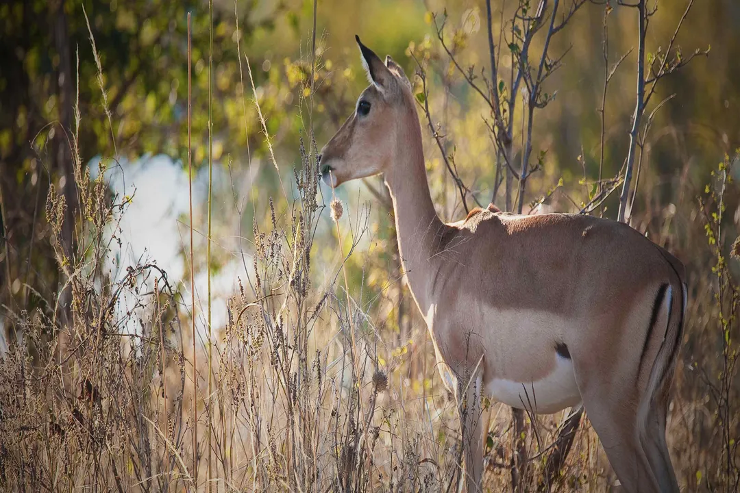 What is the primary environmental factor limiting the lifespan of the impala in the wild?