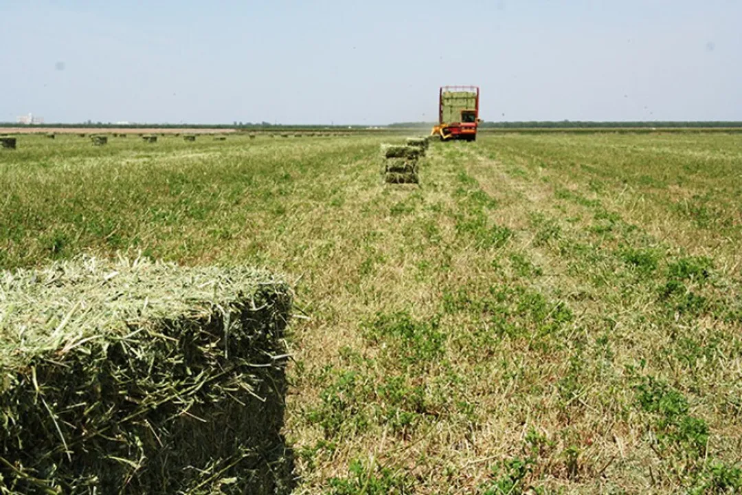 How much alfalfa can cattle eat?