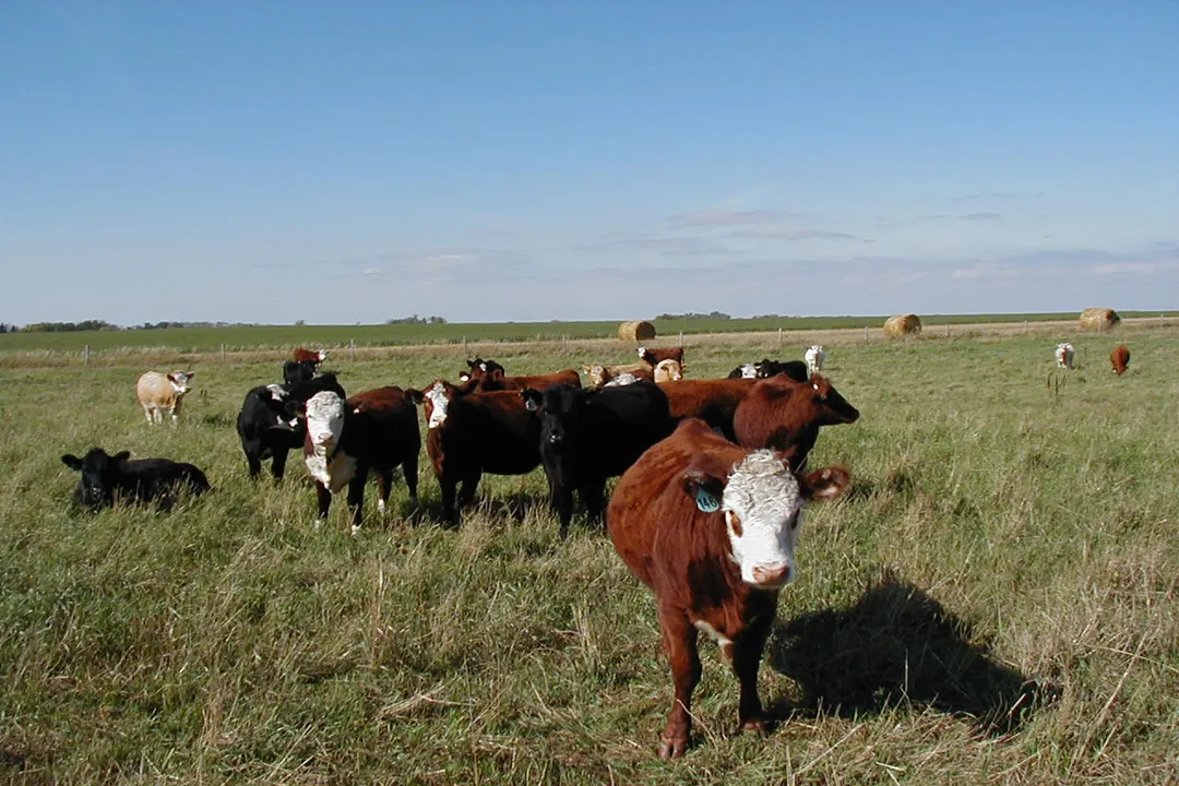 How much alfalfa can cattle eat?, Nutrient Density