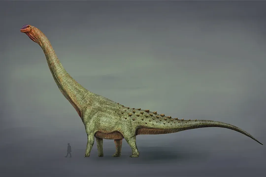 How much did a Patagotitan weigh?, Mass Calculation