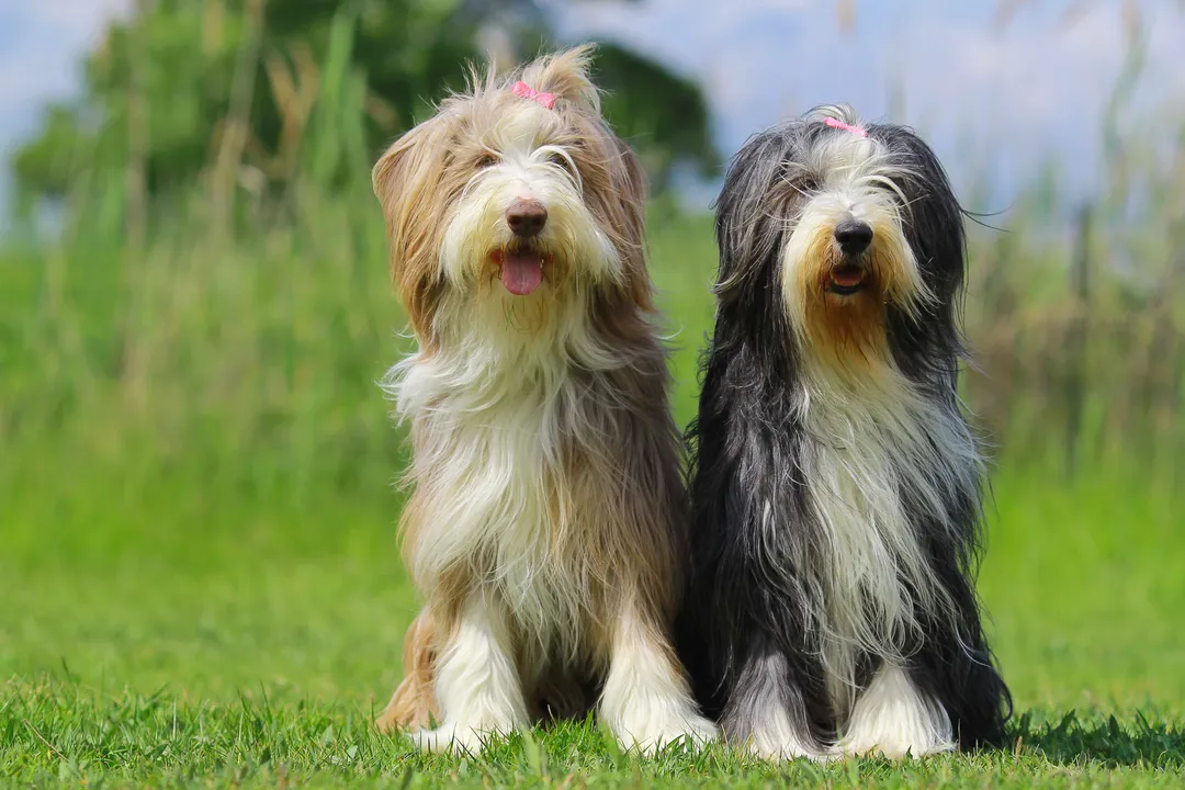 How much do Bearded Collies cost?, Veterinary First Steps