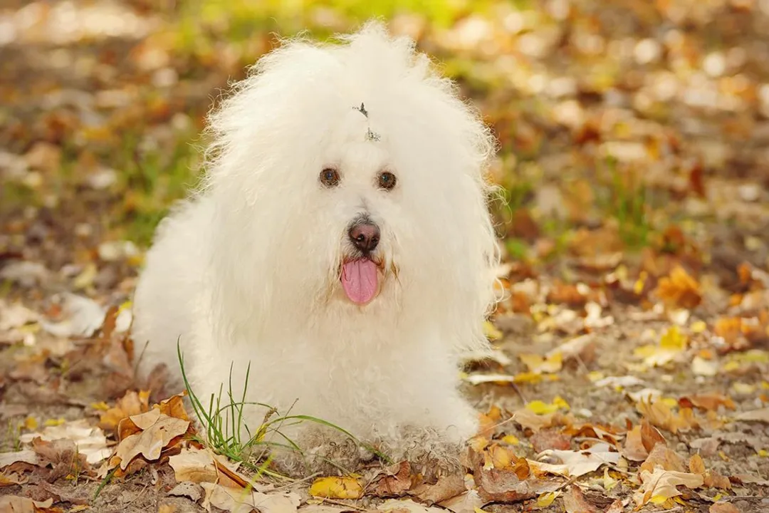 How much do Bolognese dogs cost?, Adoption Route