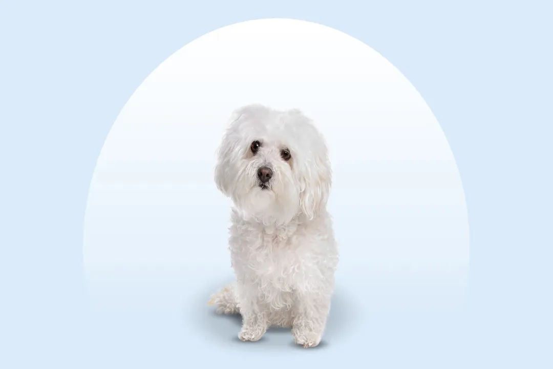 How much do Bolognese dogs cost?, Initial Acquisition Price