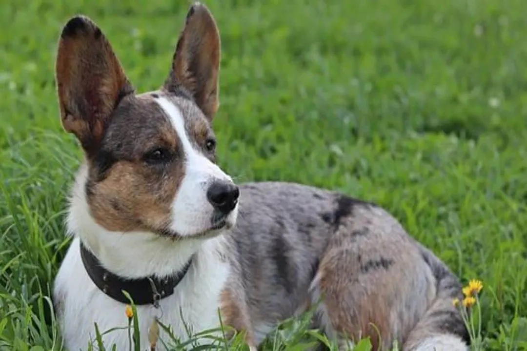 How much do Corgipoos eat?, Quality Over Quantity