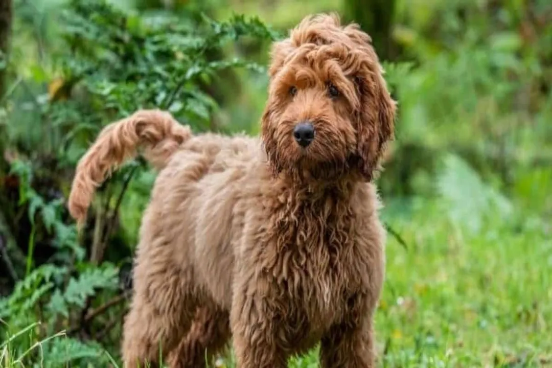 How much do Corgipoos eat?, Size Variance