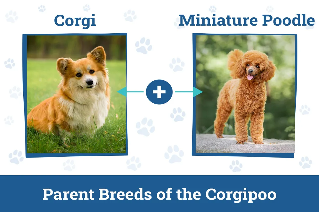 How much do Corgipoos eat?, Kibble Amounts Range