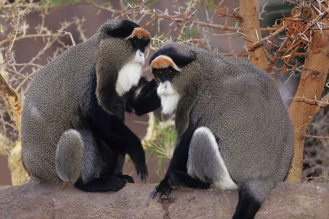 How much do De Brazza's monkeys weigh?, Sexual Differences