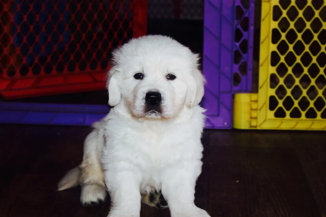 What is the typical purchase price range for an English Cream Golden Retriever puppy from an established, responsible breeder?