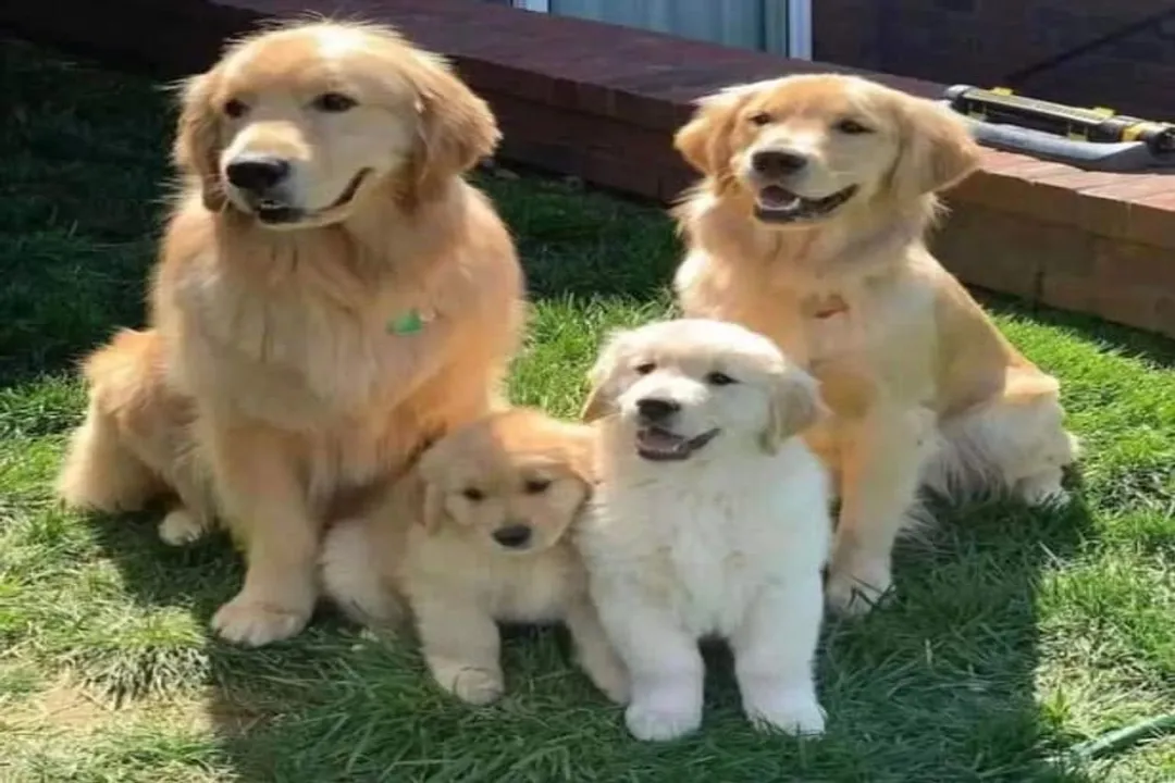 How much do English cream golden retriever puppies cost?, Cost Variables