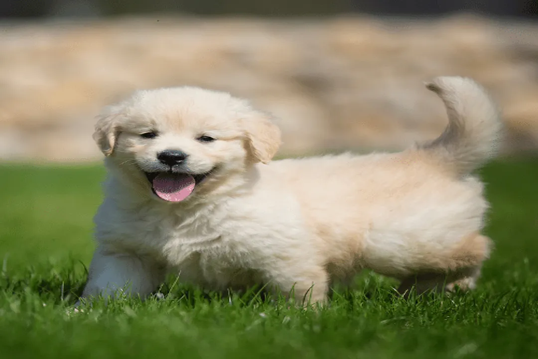 How much do English cream golden retriever puppies cost?, Inclusions and Guarantees