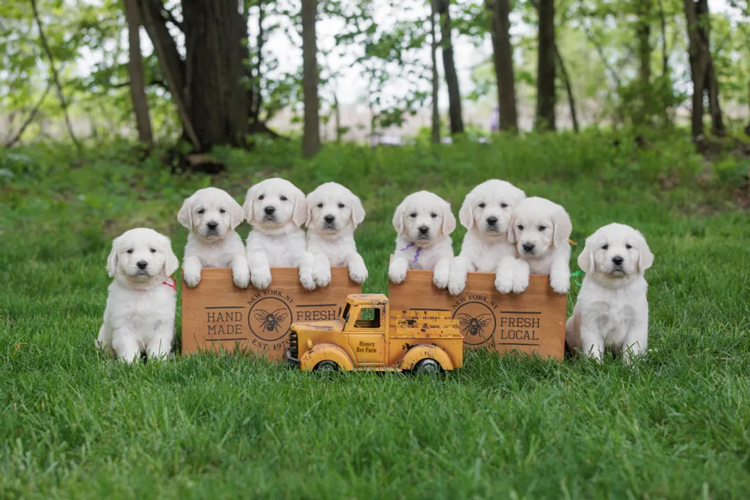 How much do English cream golden retriever puppies cost?, Budgeting Beyond Acquisition