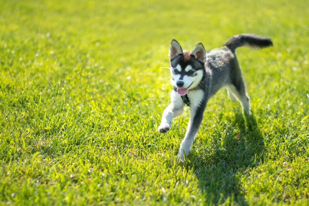 How much do miniature huskies cost?, Price Range